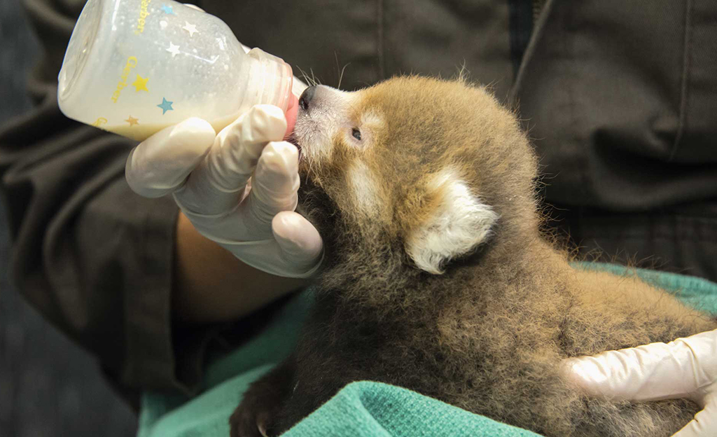 redddpanda-cub1 - Washingtonian Panda party animal friends