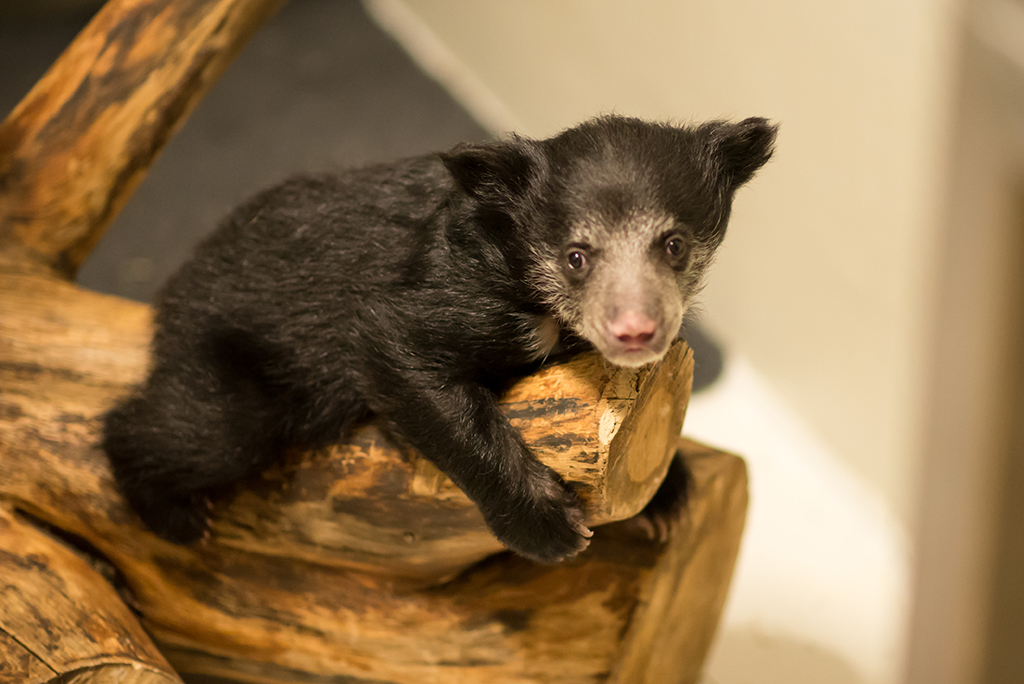 sloth-bear - Washingtonian Panda Party Animal Friends National Zoo