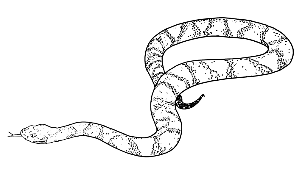 snake-illo - Washingtonian Illustration by Claire McCracken.