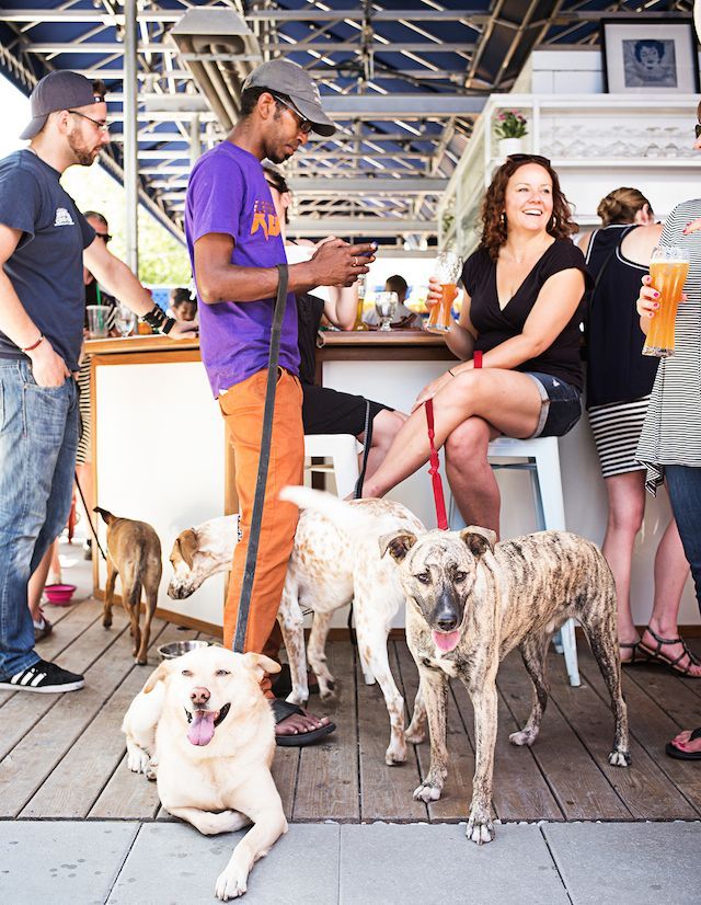dachadogs - Washingtonian