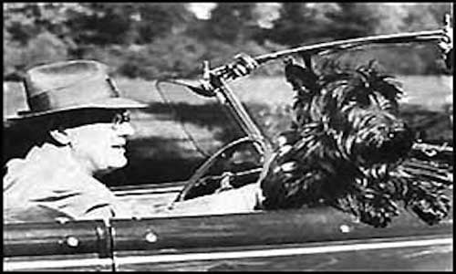 Fala riding in the car with President Franklin D. Roosevelt. Taken by an employee of the Executive Office of the President of the United States.