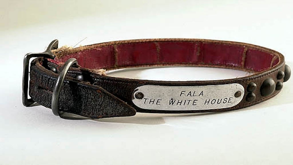 Fala's engraved silver and leather collar. Photograph taken by an employee of the National Park Service.