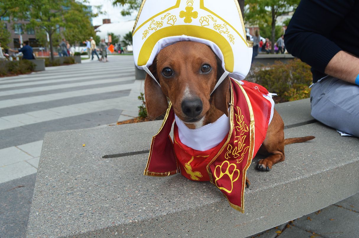 popdachshund - Washingtonian
