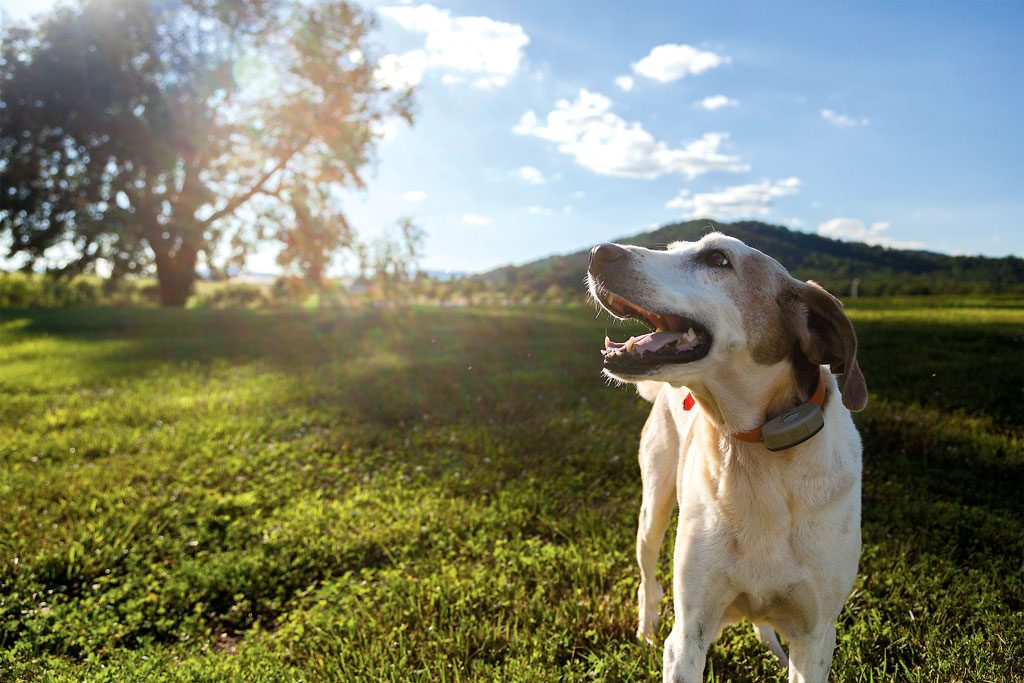 Settler on patrol at Early Mountain Vineyards. Photograph by Derek Carbonneau.