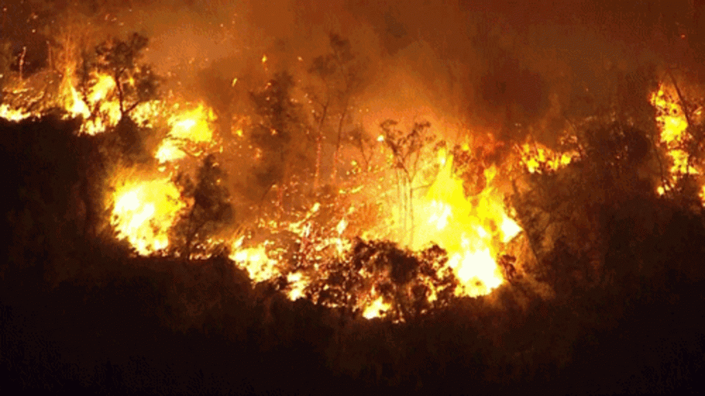 brushfire - Washingtonian brushfire
