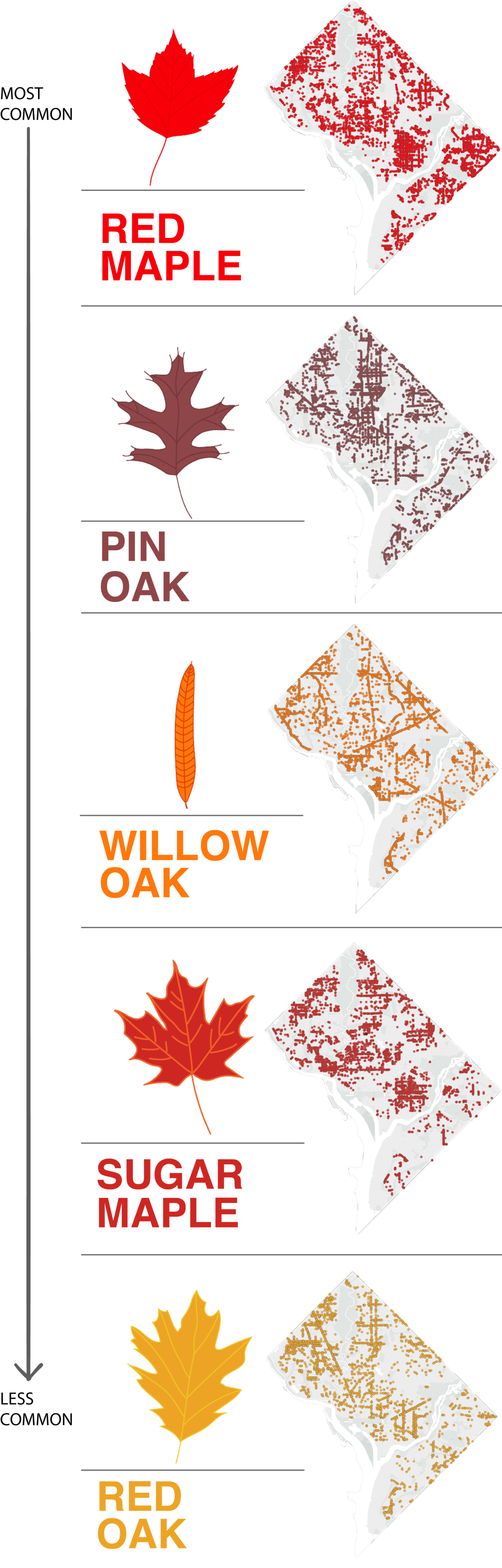 DC Fall Foliage Map - Washingtonian DC Fall Foliage Map