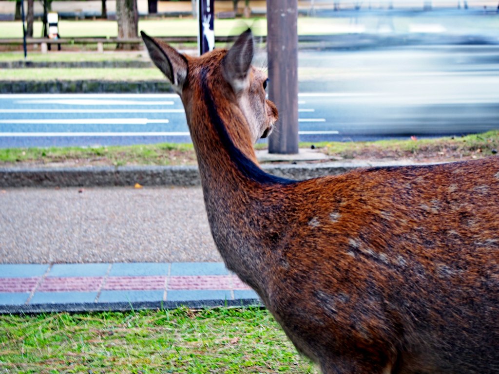 Nara deer - Washingtonian Nara deer
