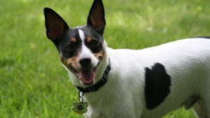 The Rat Terrier Is the Dog That Will Save DC