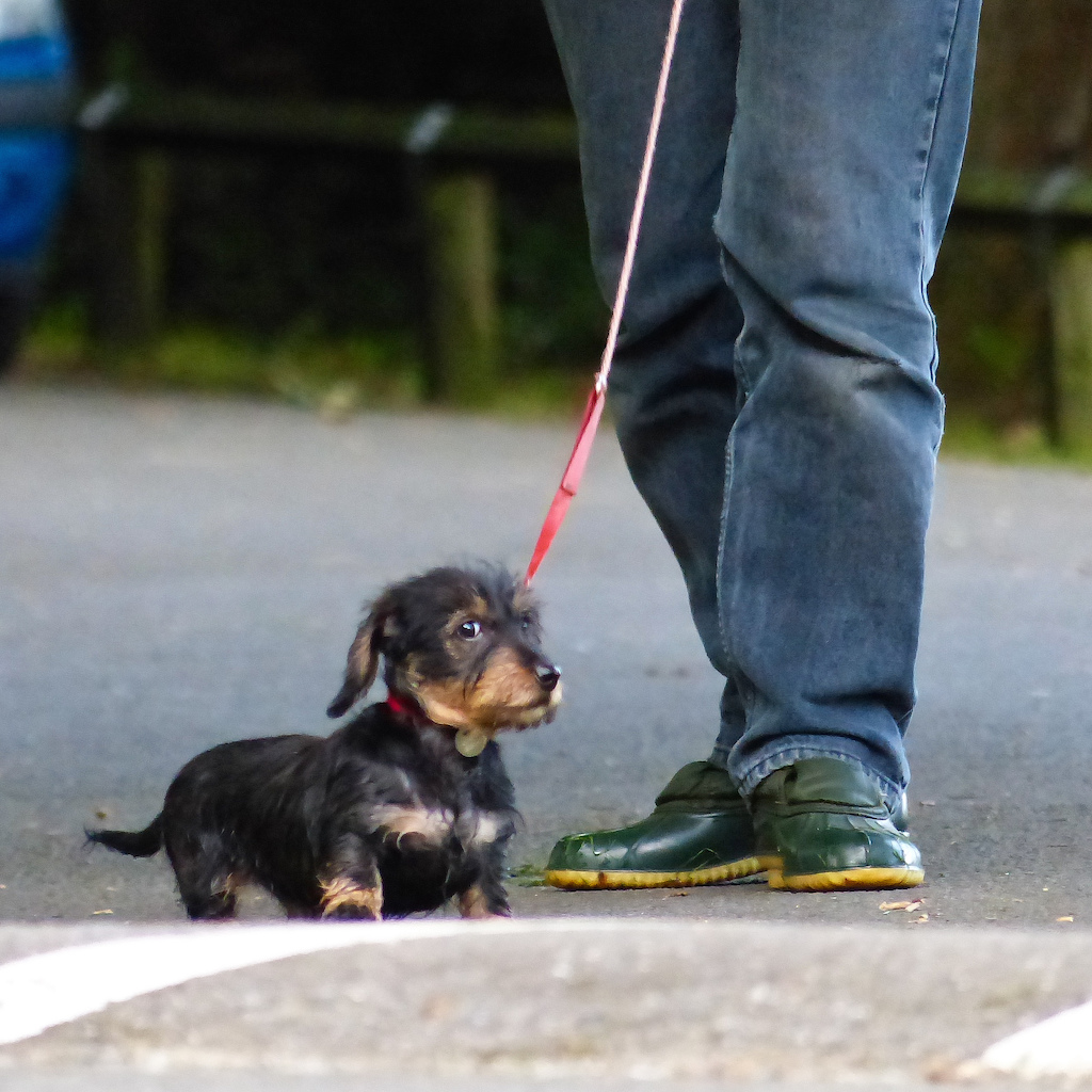 stewart-black-puppy