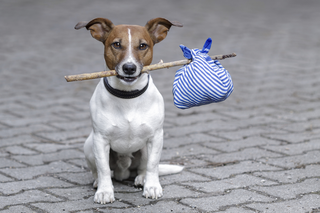 dog with a stick - Washingtonian Image via iStock.