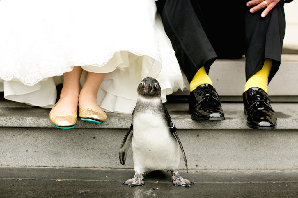 11-1-16-maryland-zoo-gold-animals-penguin-wedding-16
