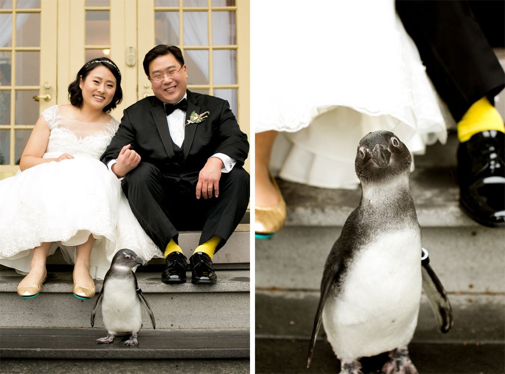 11-1-16-maryland-zoo-gold-animals-penguin-wedding-17