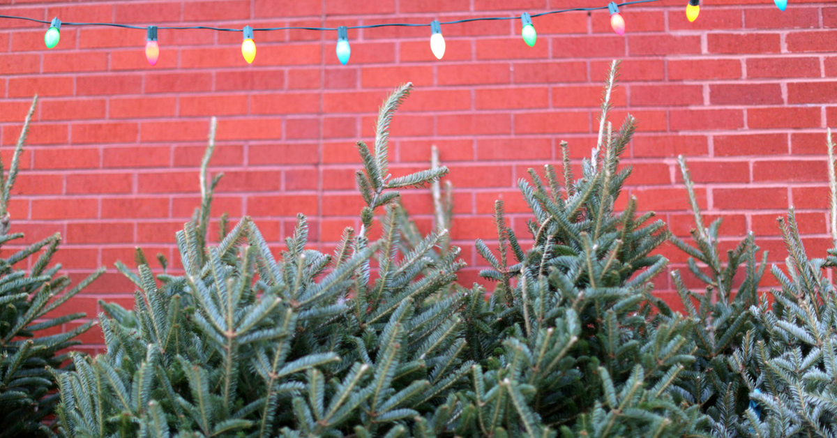 This DC Startup Will Bring You a Live Christmas Tree—And Set It Up