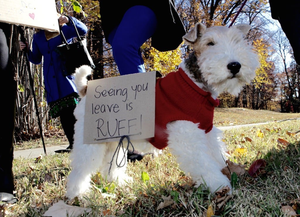 Trey, a wire hair fox terrier during a rally for Vice President Joe Biden