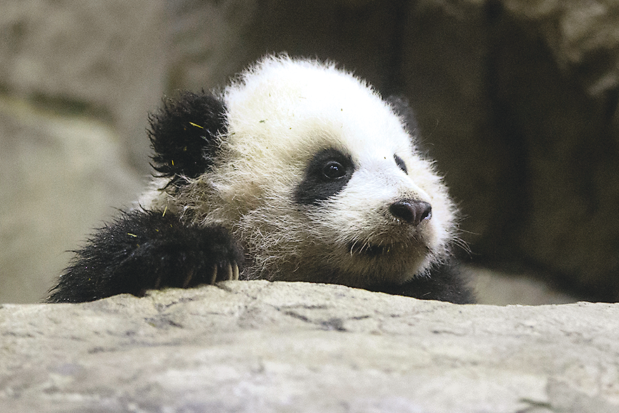 Photograph of Panda by AP Images 