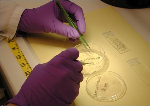 Lab technician works with trace evidence in a specimen dish.