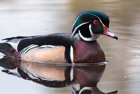 lame duck meaning lame duck meaning