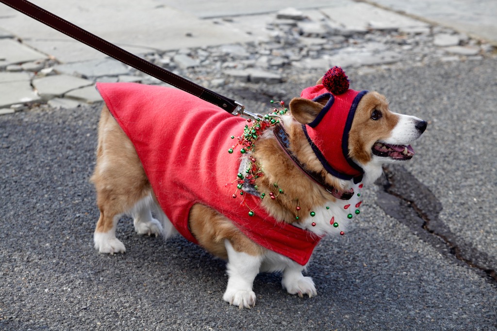 Here Are Lots of Pictures of Dogs in Christmas Outfits