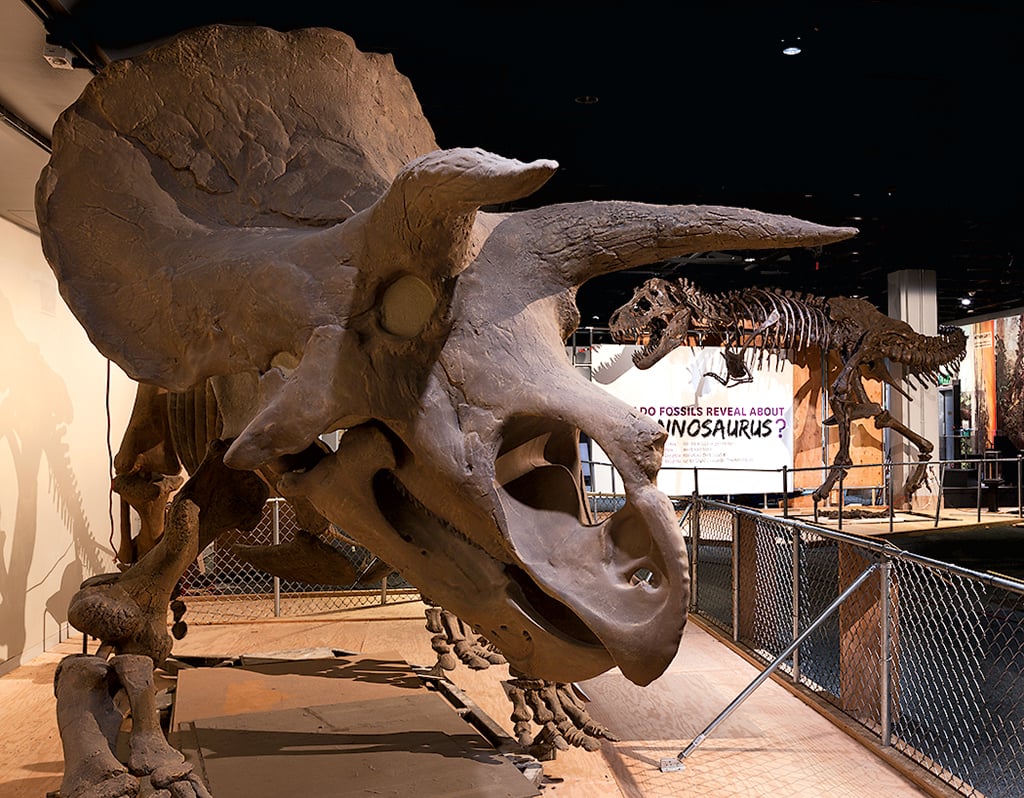 national-museum-of-natural-history-dinosaur-fossils - Washingtonian Fossilized dinosaur skeletons at the National Museum of Natural History. Photograph by Donald E. Hurlbert.