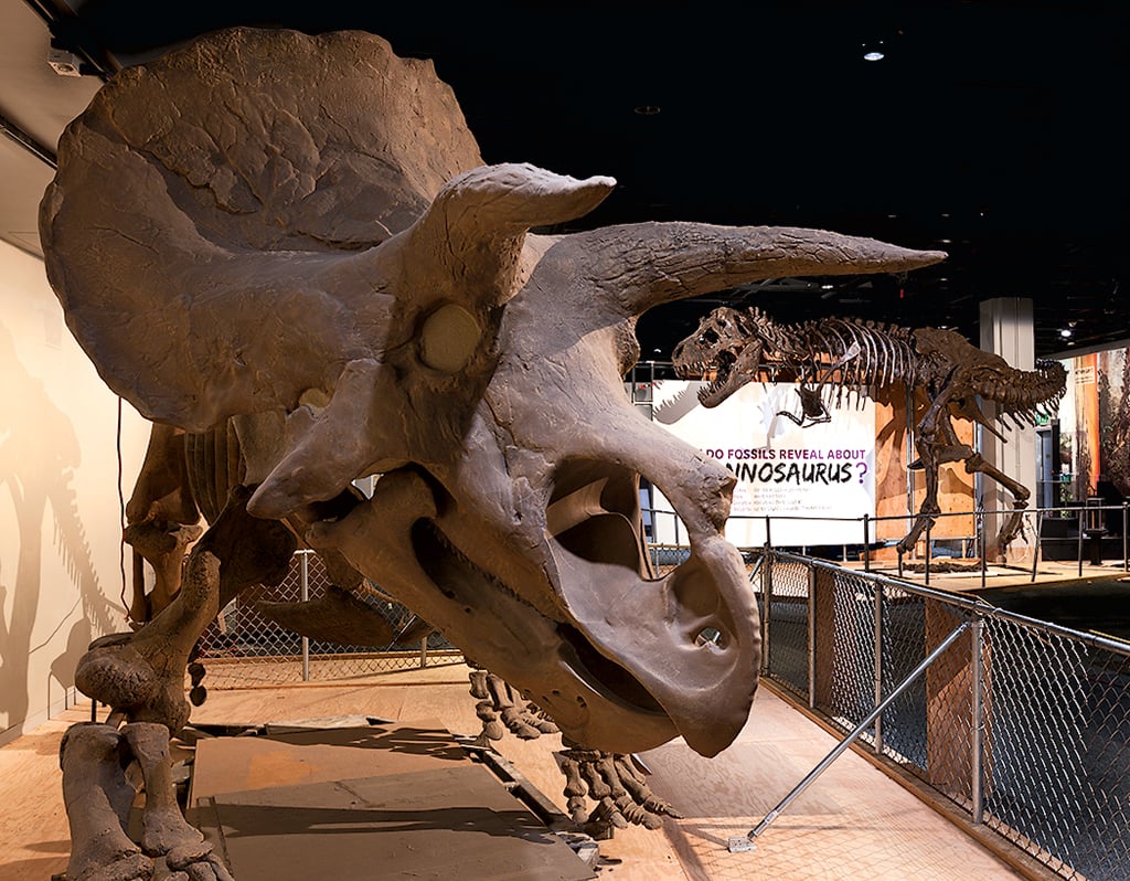 Fossilized dinosaur skeletons at the National Museum of Natural History. Photograph by Donald E. Hurlbert.