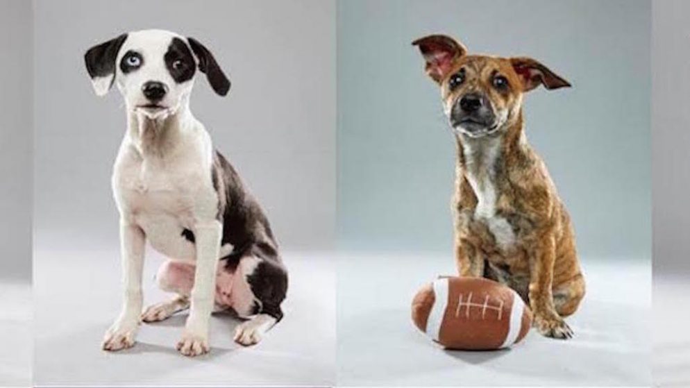 adopt puppy bowl dogs the puppy bowl will feature six dogs from washington rescue facilities washingtonian adopt puppy bowl dogs the puppy bowl will feature six dogs from washington rescue facilities washingtonian