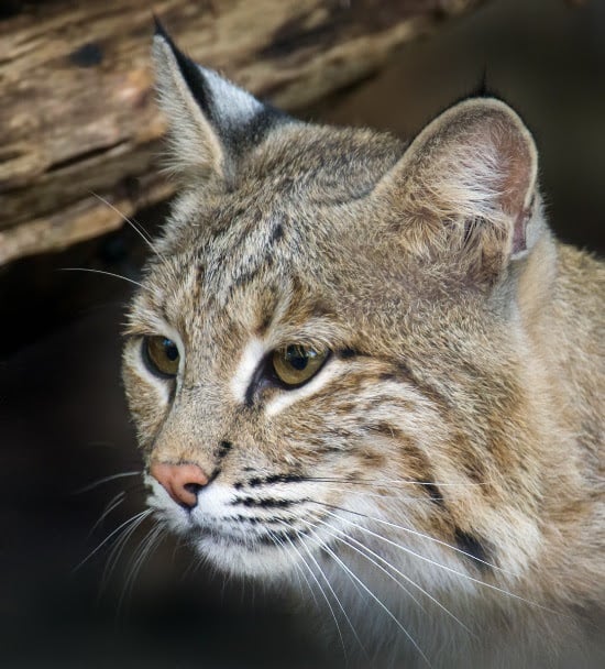 ollie-the-bobcat - Washingtonian