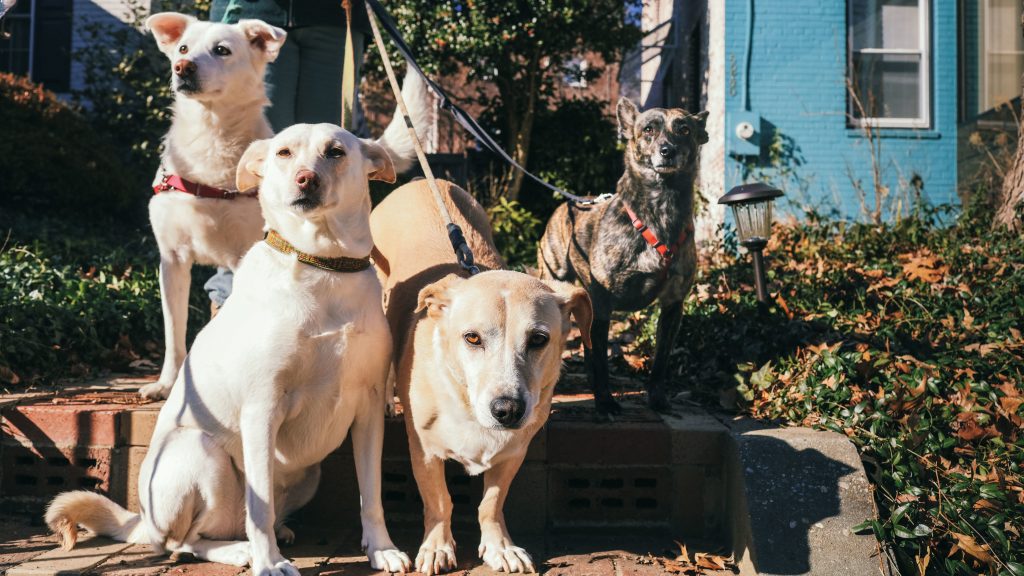 pets05 - Washingtonian
