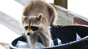 Washington Post Columnist Is About to Kill a Damn Raccoon