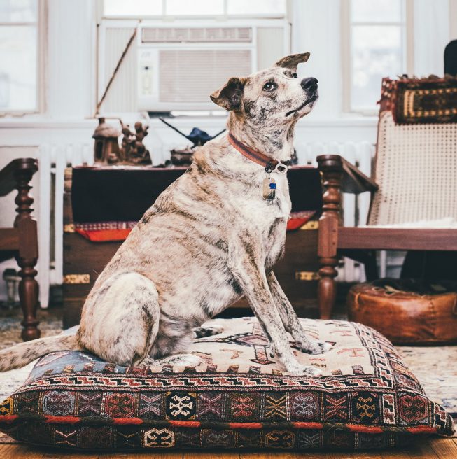 These DC Dogs Are More WellTraveled Than You Washingtonian