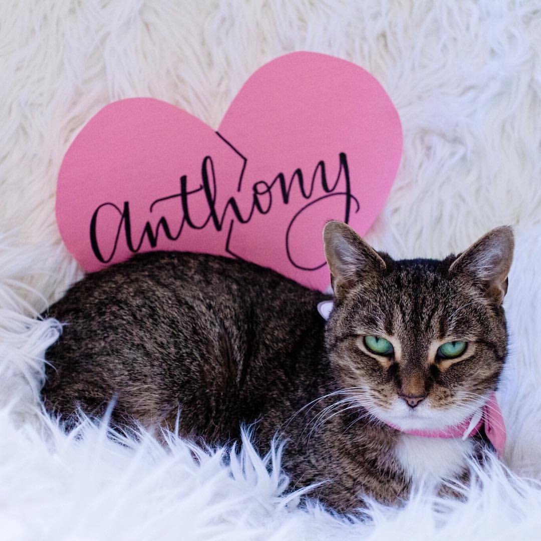 The Cats at DC s Cat Cafe Will Poop on your Ex s Name The Cats at DC s Cat Cafe Will Poop on your Ex s Name