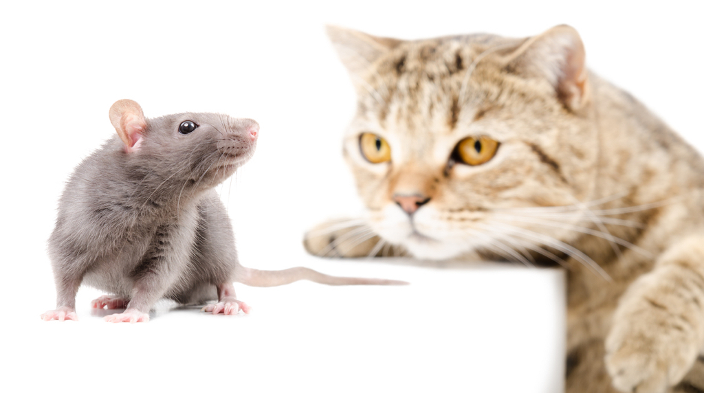 Best Cats For Hunting Rats Best Cats For Hunting Rats