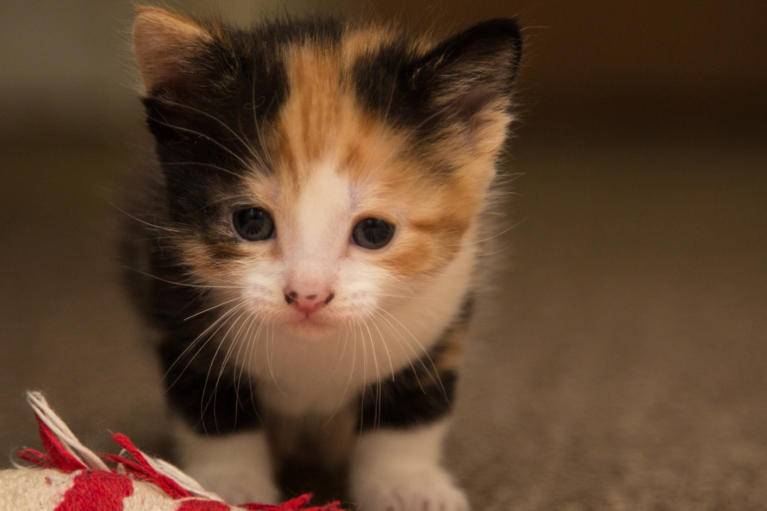 Cutest Cat Contest Archives Washingtonian