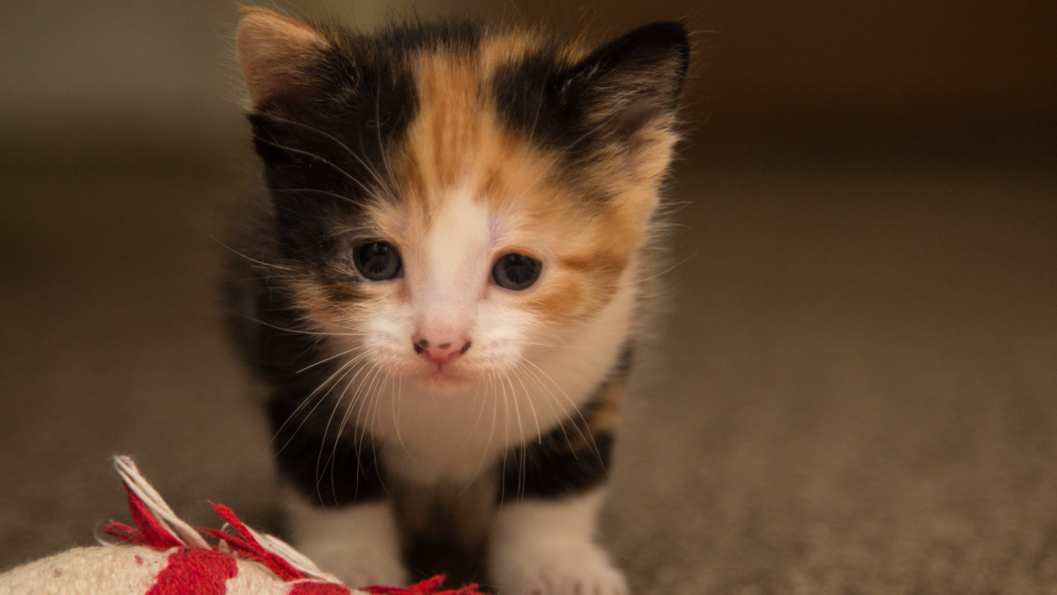 Voting Is Now Open for Washingtonian's Cutest Cat Contest