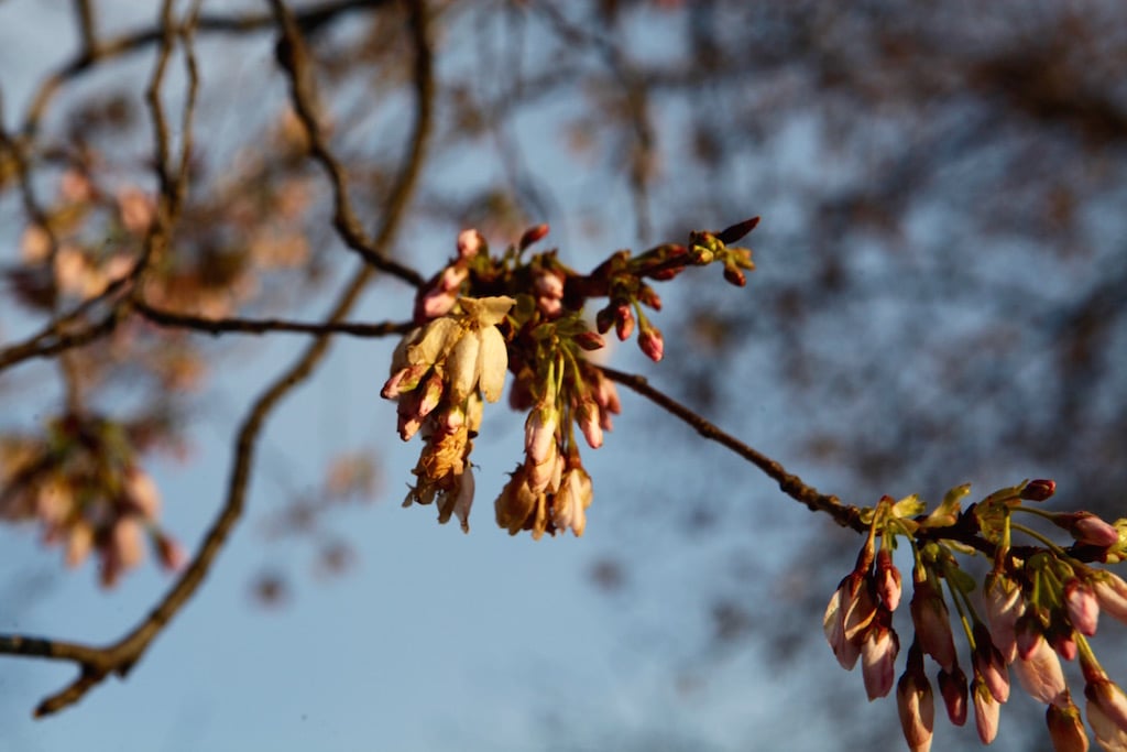 Peak Bloom Will “Probably Involve Fewer Blossoms Than People Are Used To”