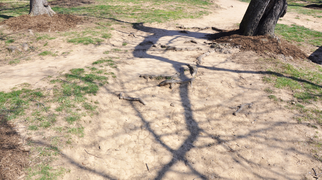 tidal basin dirt - Washingtonian