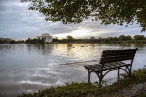 Are DC’s Beloved Cherry Blossoms Doomed?