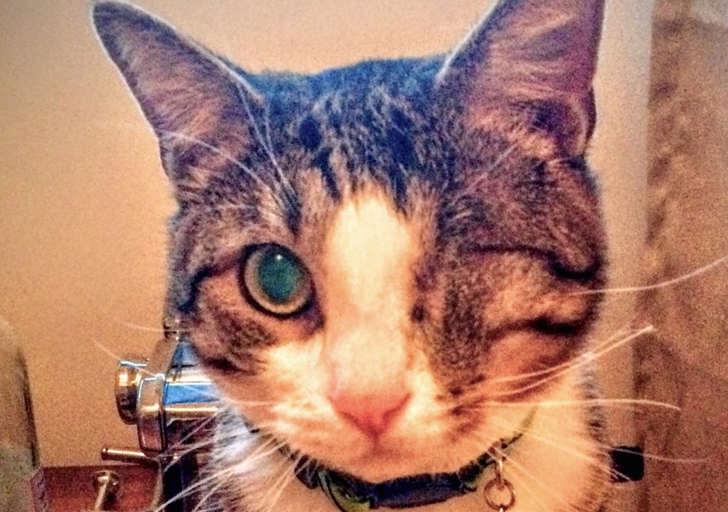 Professor Alastor Mad Eye Moody Is The Cutest Cat In Washington 