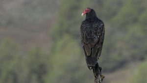 There Are So Many Rotting Animal Carcasses in DC We’re Actually Attracting Vultures