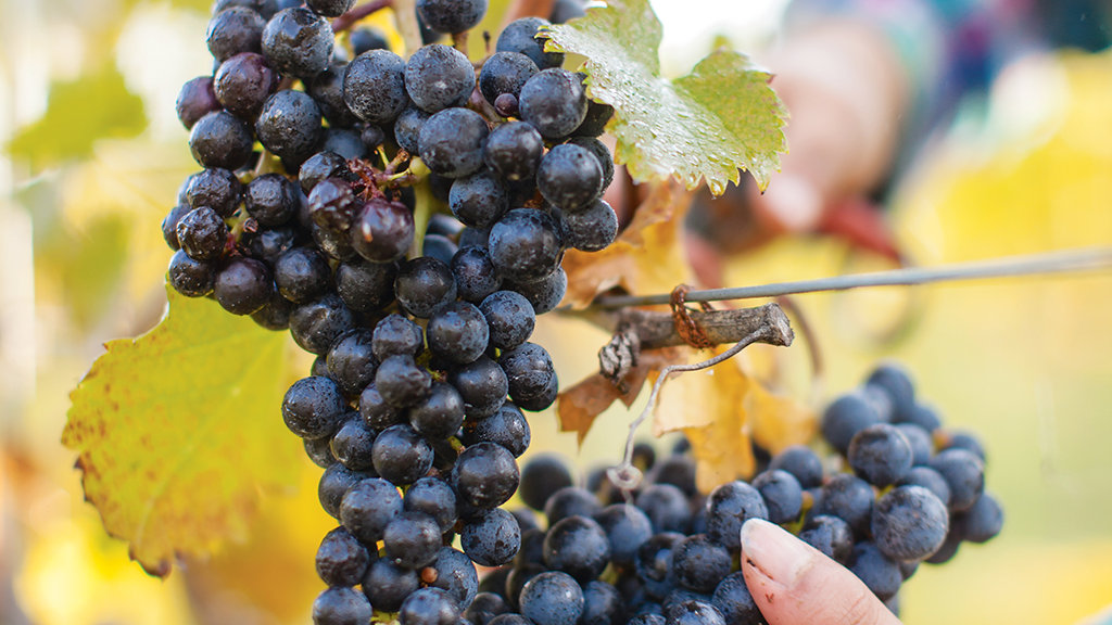 Delaplane Cellars. Photograph of Grapes by Logan Mock-Bunting