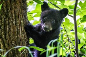 There Is a Bear in a Tree