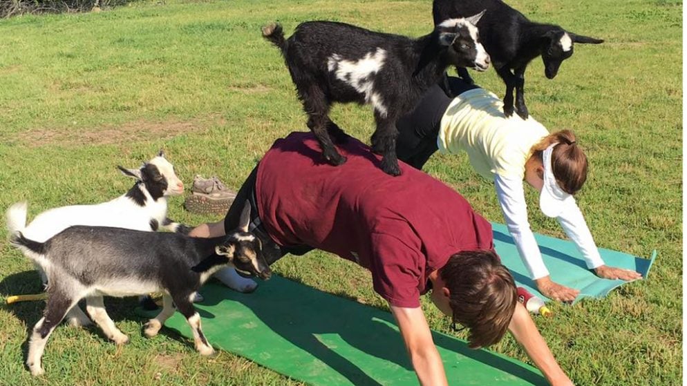 Image result for nokesville goat yoga