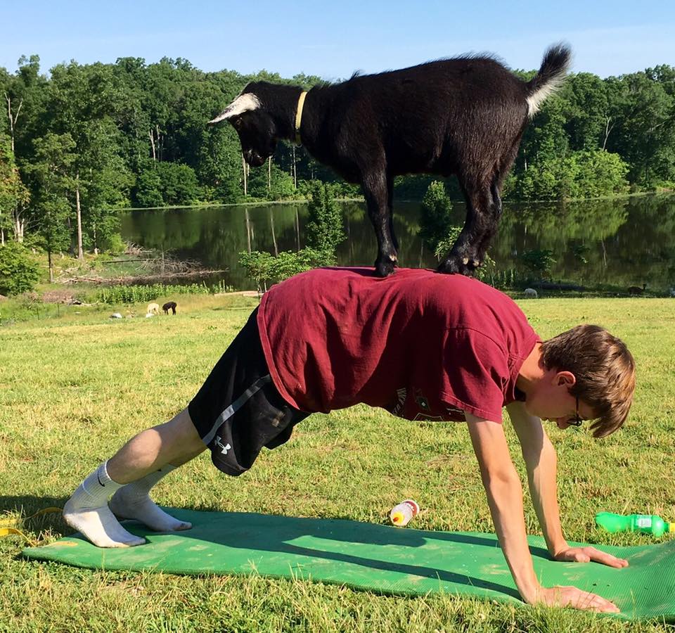 6-12-17-goat-yoga-washington-dc-2 - Washingtonian