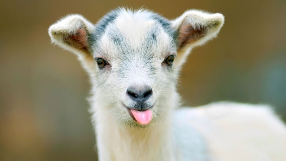 6-30-17-goat-yoga-congressional-cemetery-1-994x559.jpg