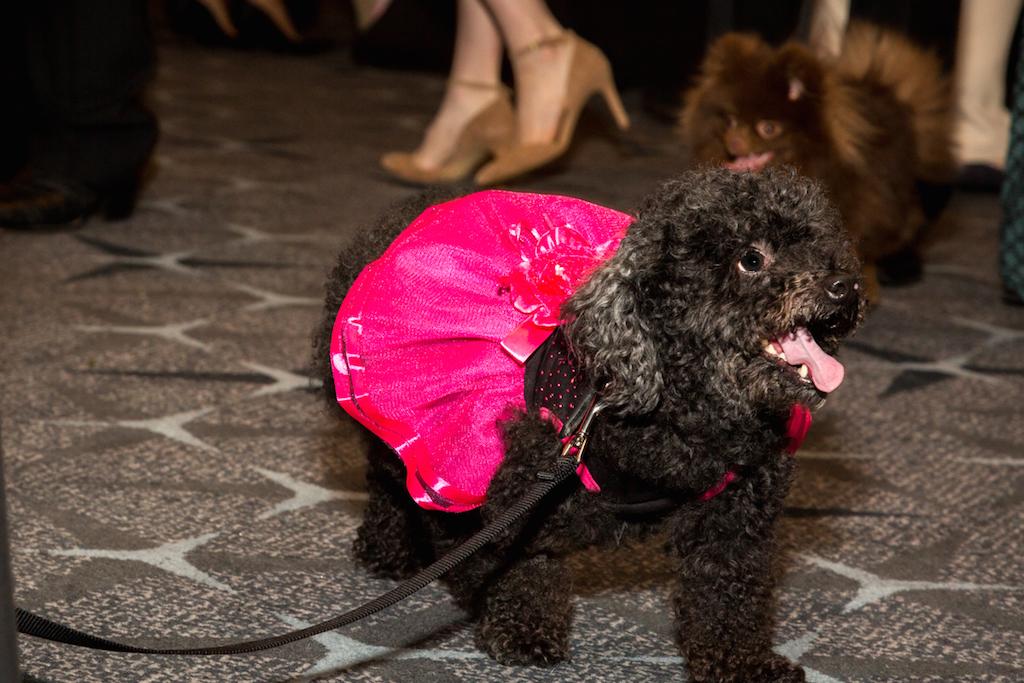 Bark Ball 2017 - Washingtonian Photo courtesy the Human Rescue Alliance.