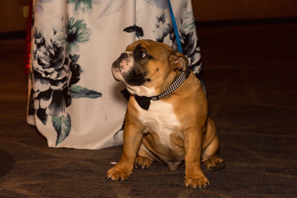 Bark Ball 2017 - Washingtonian Photo courtesy the Human Rescue Alliance.