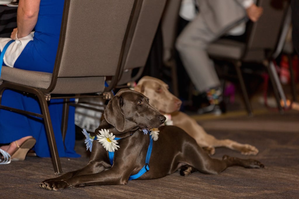 Bark Ball 2017 - Washingtonian Photo courtesy the Human Rescue Alliance.