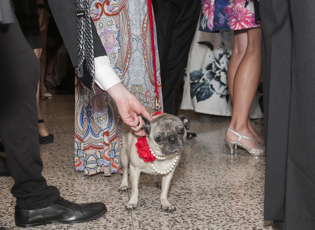 Bark Ball 2017 - Washingtonian Photo courtesy the Human Rescue Alliance.