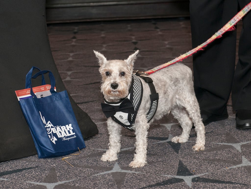 Bark Ball 2017 - Washingtonian Photo courtesy the Human Rescue Alliance.