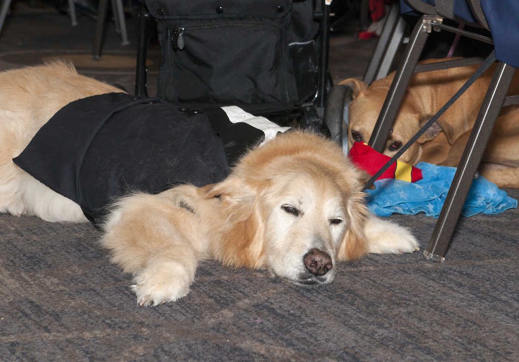 Bark Ball 2017 - Washingtonian Photo courtesy the Human Rescue Alliance.