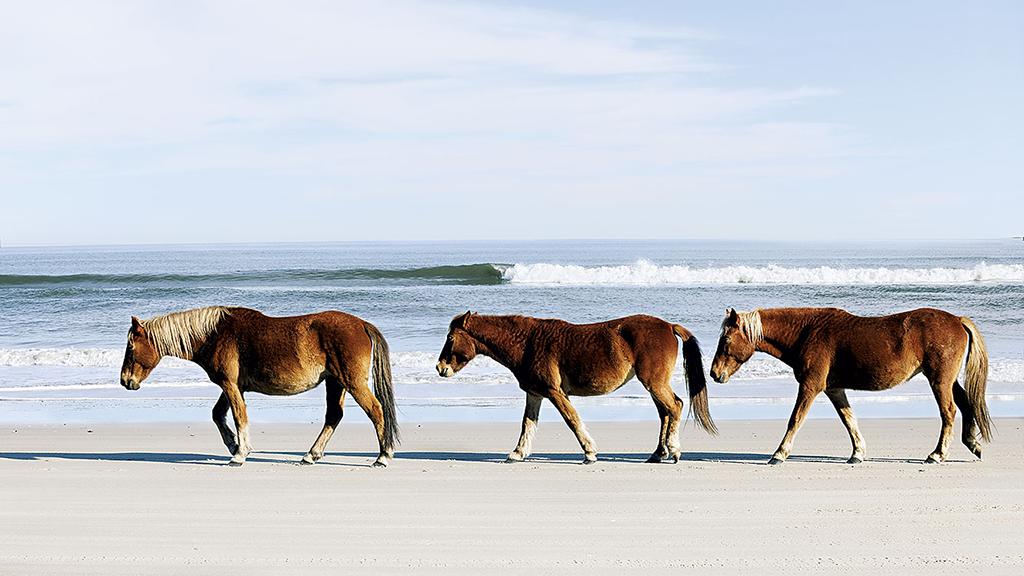 Corolla's wild horses.